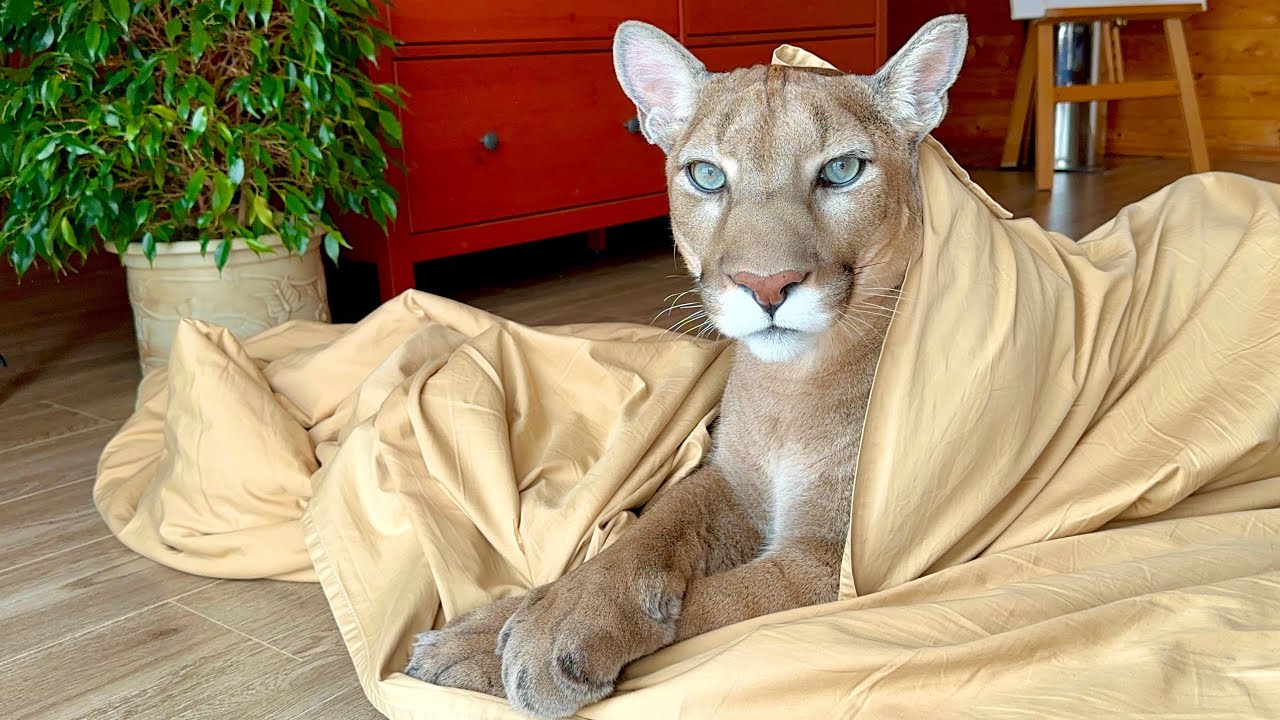 Почему пума Месси так привязан к хозяину? Кот Ходит хвостиком за Сашей, не мо?