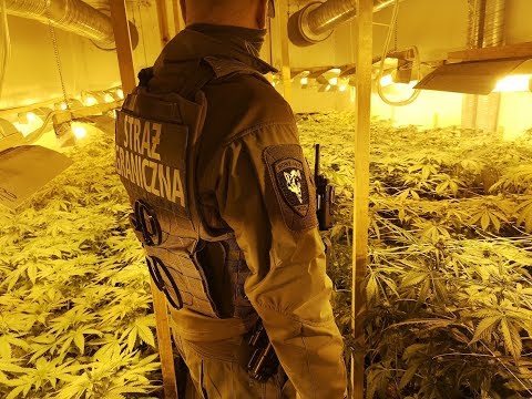 Mocne uderzenie w przestępczość narkotykową