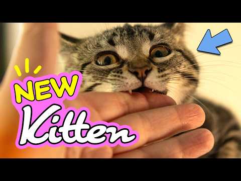 Adopting a Stray Kitten: Complete Guide to Starfire's Story