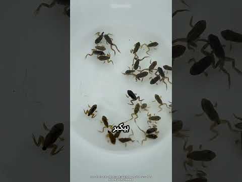 بتشتري سمك بس بيطلع ضفادع #viral