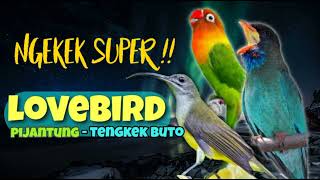 Download lagu TRIO EDAN !!! NGEKEK SEJALUR !!!! LOVEBIRD - PIJANTUNG - TENGKEK BUTO !!! mp3