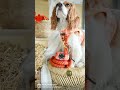 Fall fashion hits different // Cavology // Cavalier King Charles Spaniel #shorts