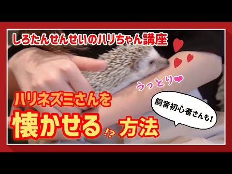 ハリネズミは何を食べますか 庭を誘引する方法
