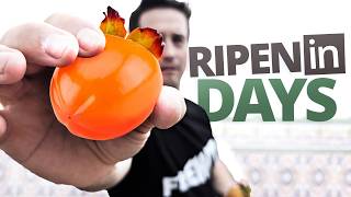 How to Ripen Astringent Persimmons Fast! Bletting Hack You Need to Know