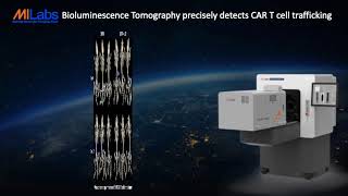 Bioluminescence tomography precisely detects CAR T cell trafficking