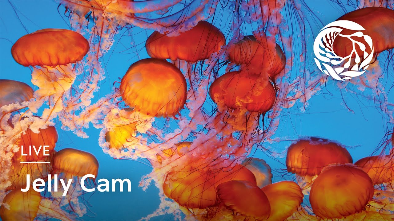 Live Jelly Cam - Monterey Bay Aquarium