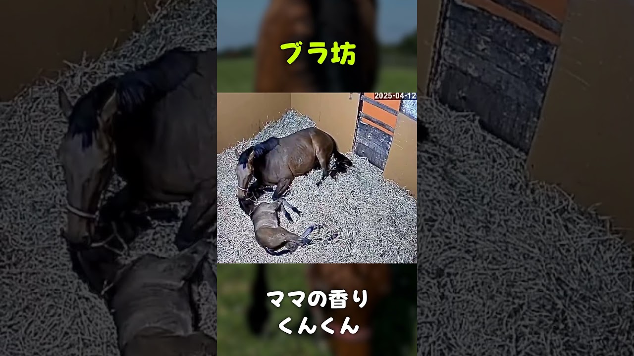 ブラ坊 ママの香りくんくん