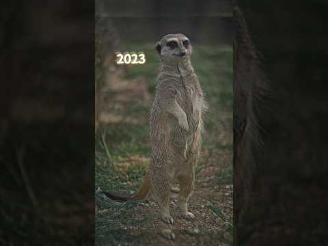 2023 meerkat and 5000bce meerkat | Unknown Pets | #animals #meerkat #shortvideo