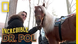 Tiny Therapy Horse - Client Tales | The Incredible Dr. Pol