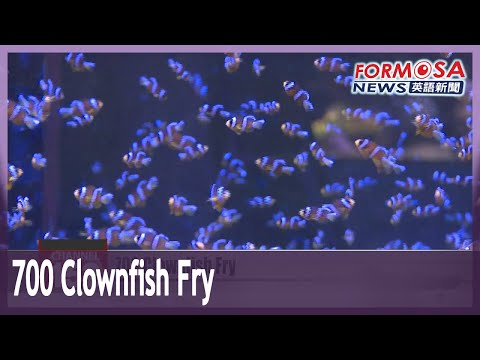 700 clownfish fry bred for release into the wild