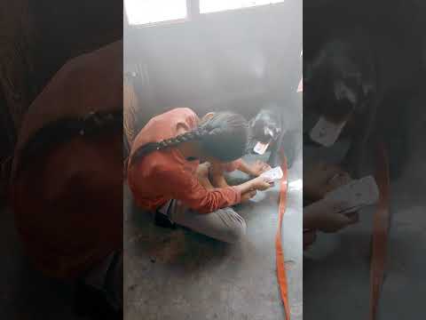 dog bhi card ♦️♠️ khelta hai dekhe #comedymovies 👍♥️🫶♠️♦️