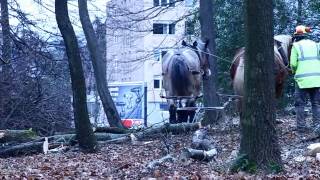 preview picture of video 'Débardage au Parc des Bruneaux'