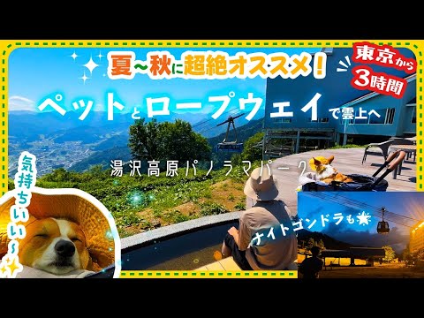 【ペットOK】昼のロープウェイ→夜のゴンドラ🌟湯沢高原&苗場の1日中ワクワク旅！【夏秋オススメ】