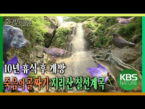 (KBS)10년 자연휴식년제 후 개방, 죽음의 골짜기 지리산 칠선계곡-최후의 원시림