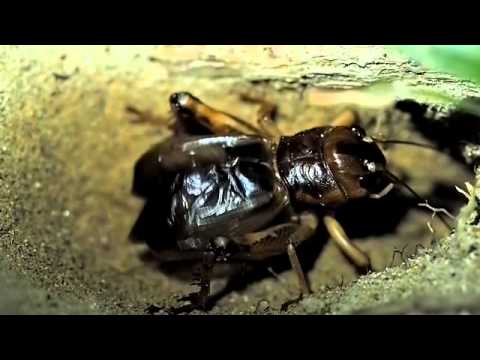 鳴くオオコオロギ Giant Cricket