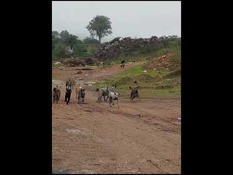 Perros en La Pedrera