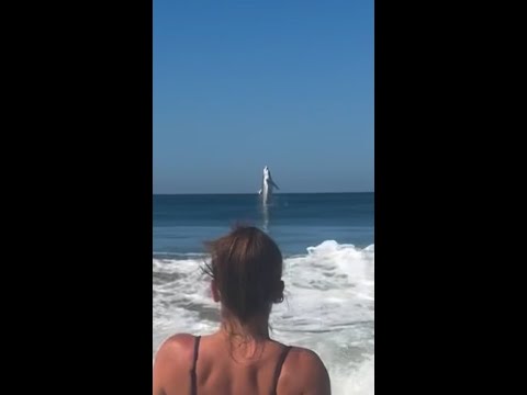 Shark ‘photobombs’ California beachgoer’s video