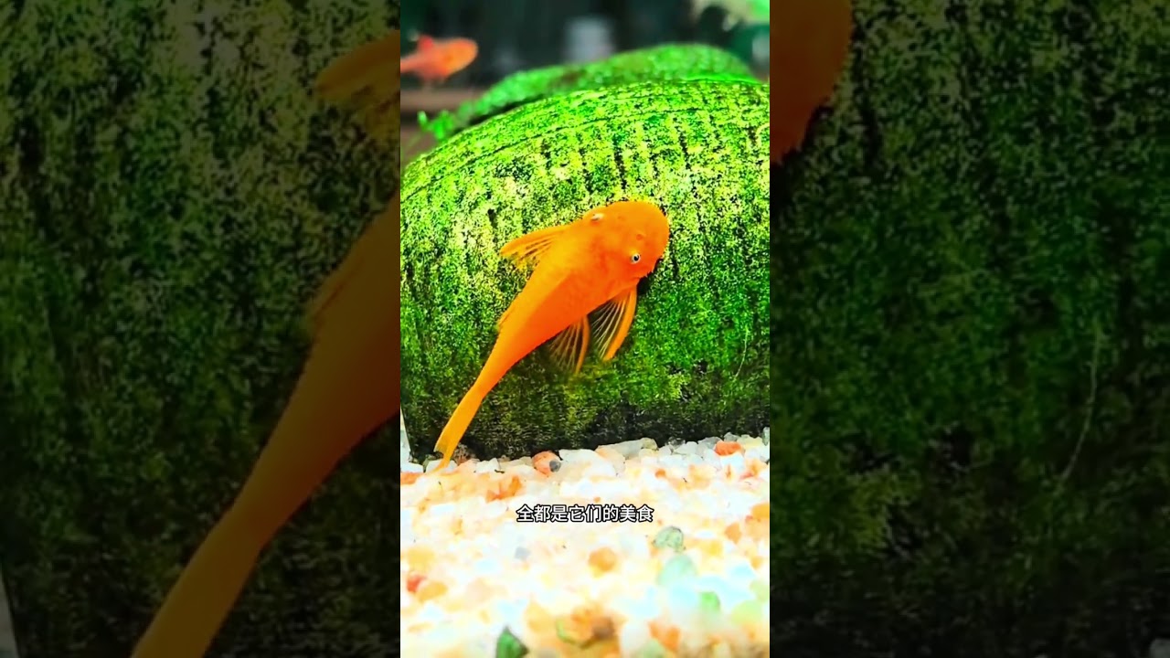 家裏有魚缸的，一定要養上幾條黃金胡子魚，它會給你把魚缸打掃的幹幹凈凈！#黃金胡子魚 #異型魚 #魚缸工具魚 #啃藻工具魚 #黃金胡子種魚