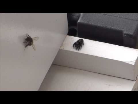 Beekeeping : Honey Bee Vs. Spider FAIL