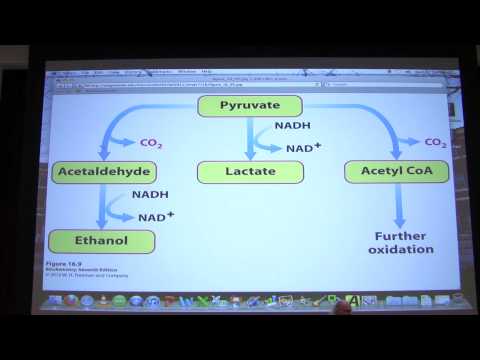 #22 Biochemistry Glycolysis II Lecture for Kevin Ahern's BB 450/550