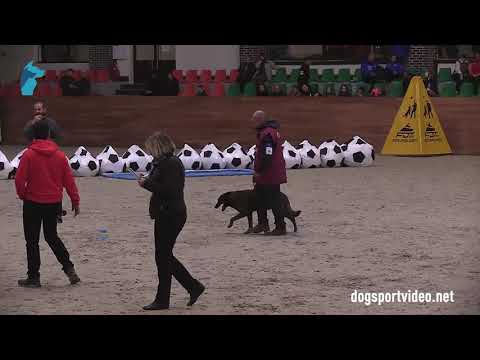 Category 3 - Christian Jacquemin + Goupil Des Fonds De Gueule / DSD (Short-Haired) - France