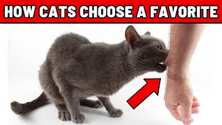 THIS Is How Cats Choose Their Favorite Person (1 HOUR)