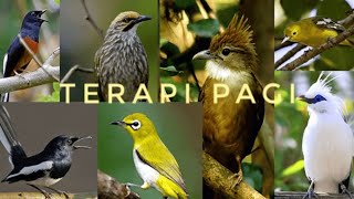 Download lagu TERAPI PAGI UNTUK SEMUA JENIS BURUNG KICAU mp3 Download lagu TERAPI PAGI UNTUK SEMUA JENIS BURUNG KICAU mp3