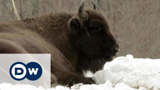 Conservation in Romania – bringing back the European bison