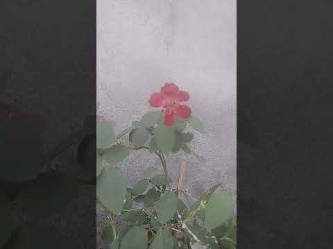 🌹rose♥️flower , like and subscribe my channel🌹🌹