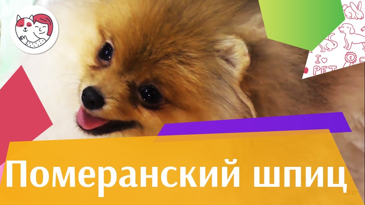 Померанский шпиц на ilike.pet