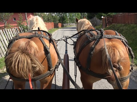 Armasarii lui Sorin de la Marisel, Cluj - 2025 Nou!!!