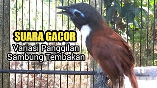 Download lagu Tepus Leher Putih Gacor Nembak Variasi mp3 Download lagu Tepus Leher Putih Gacor Nembak Variasi mp3