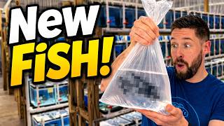 Returning to an Incredible Fish Store… and Buying New Fish! (Private Tour)