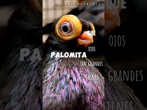 , title : 'la Exótica Paloma de Budapest: Graciosa, Ojos Grandes y Aves Raras'