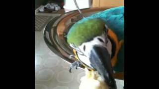 Darwin eats a banana