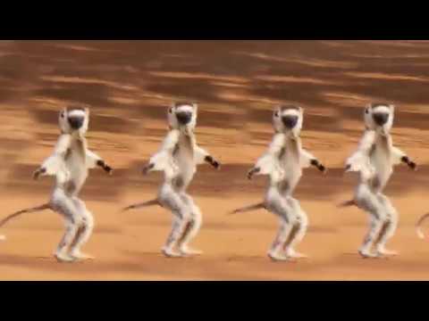 MADAGASCAR DANCING VERREAUX';S SIFAKAS