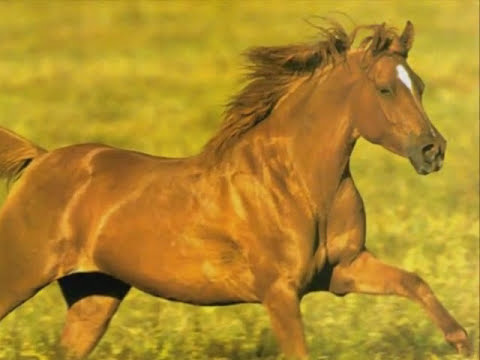 Spune,Spune Mos Batrân  (clip facut de mine din 2010)