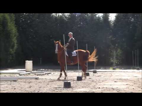 Im Working Equitation Parcours