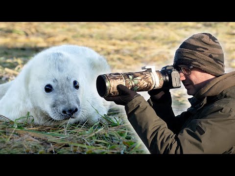 Photographing Grey Seals & Testing the R7 & RF 600mm F/11 Lens