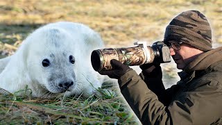 How to Photograph Grey Seals at Donna Nook