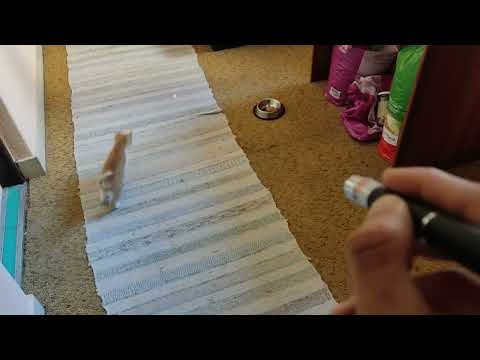 Cat vs laser pointer