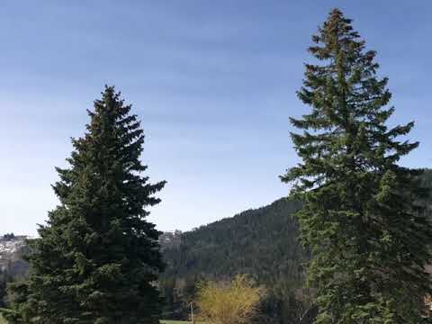 Losenheim ( Puchberg am Schneeberg) 05.04.2021