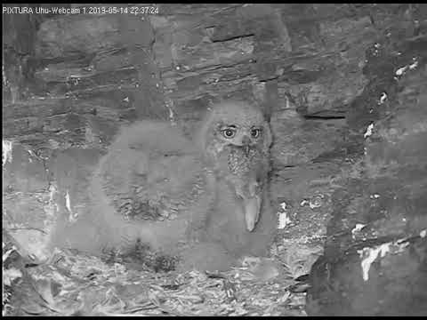14/05/2019  22:36  Younger owlet swallows whole bunny
