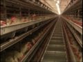 Bird Welfare Is Key In Today S Egg Production