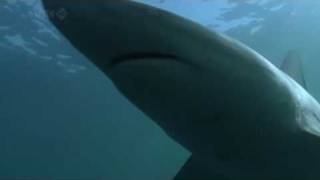 Overkill - Feeding Frenzy