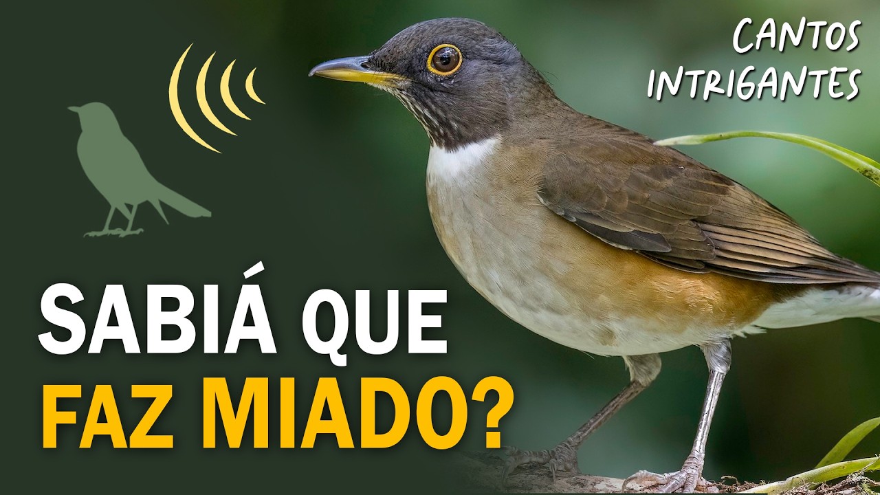 CANTOS de AVES que PARECEM MIADOS, LATIDOS e outros animais!