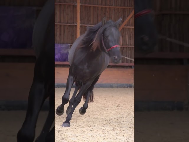 Semental PRE Pura Raza Española En venta 2020 Negro por Poeta de Susaeta