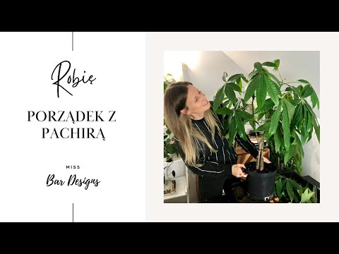 Robię porządek z pachirą wodną 🌱💦