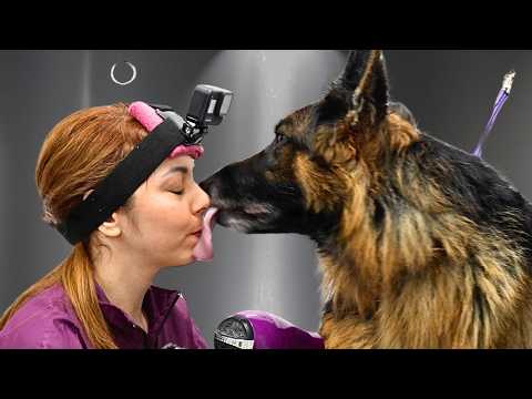 I Groomed This German Shepherd Differently to Protect His Heart🥹❤️