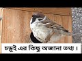 Some unknown information about sparrows || #Sparrow